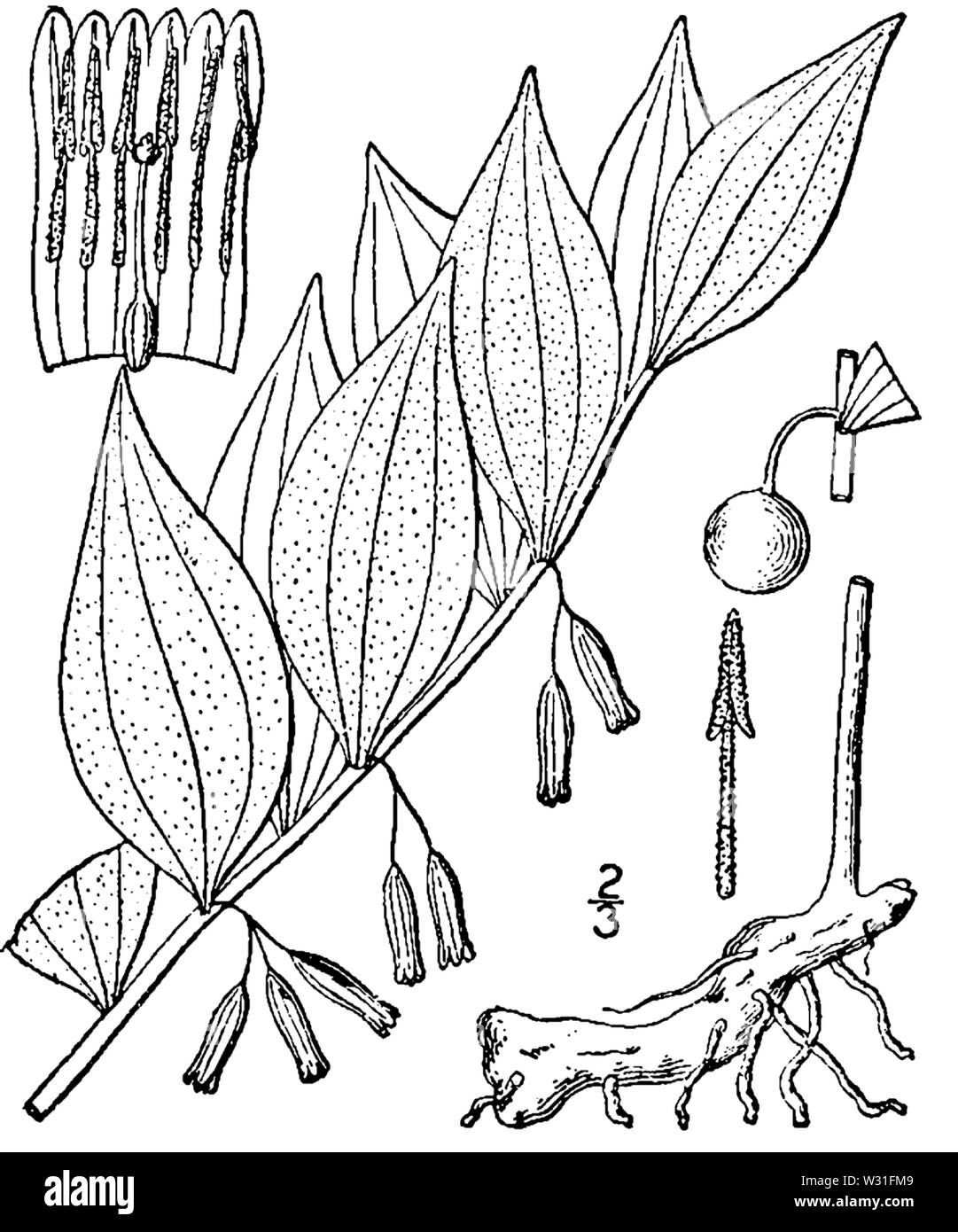 Botanische Illustration von Bell biflorum aus dem Jahre 1913. Stockfoto