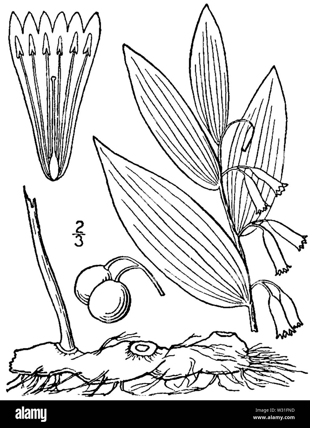 Bell biflorum var commutatum BB 1946-1974 Stockfoto