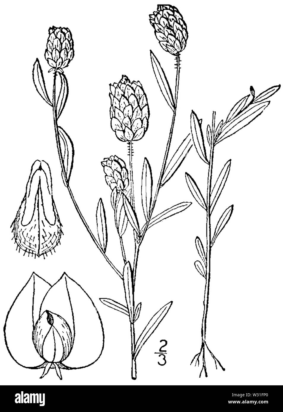 Adenia sanguinea Zeichnung Stockfoto