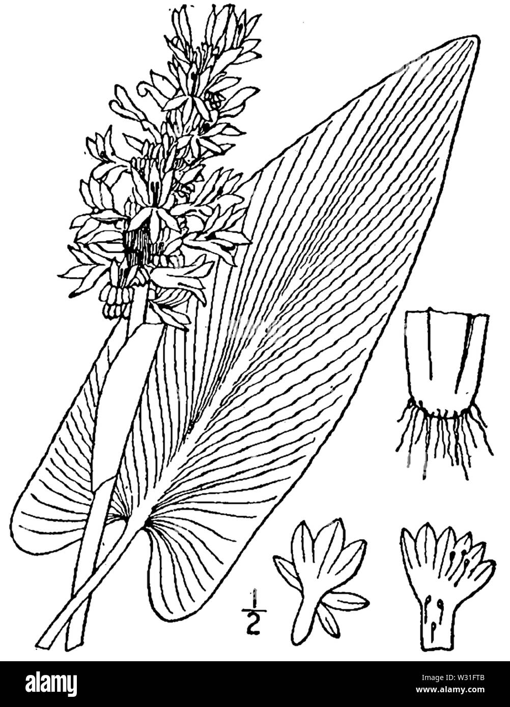 Botanische Illustration von Pontederia cordata aus dem Jahre 1913. Stockfoto
