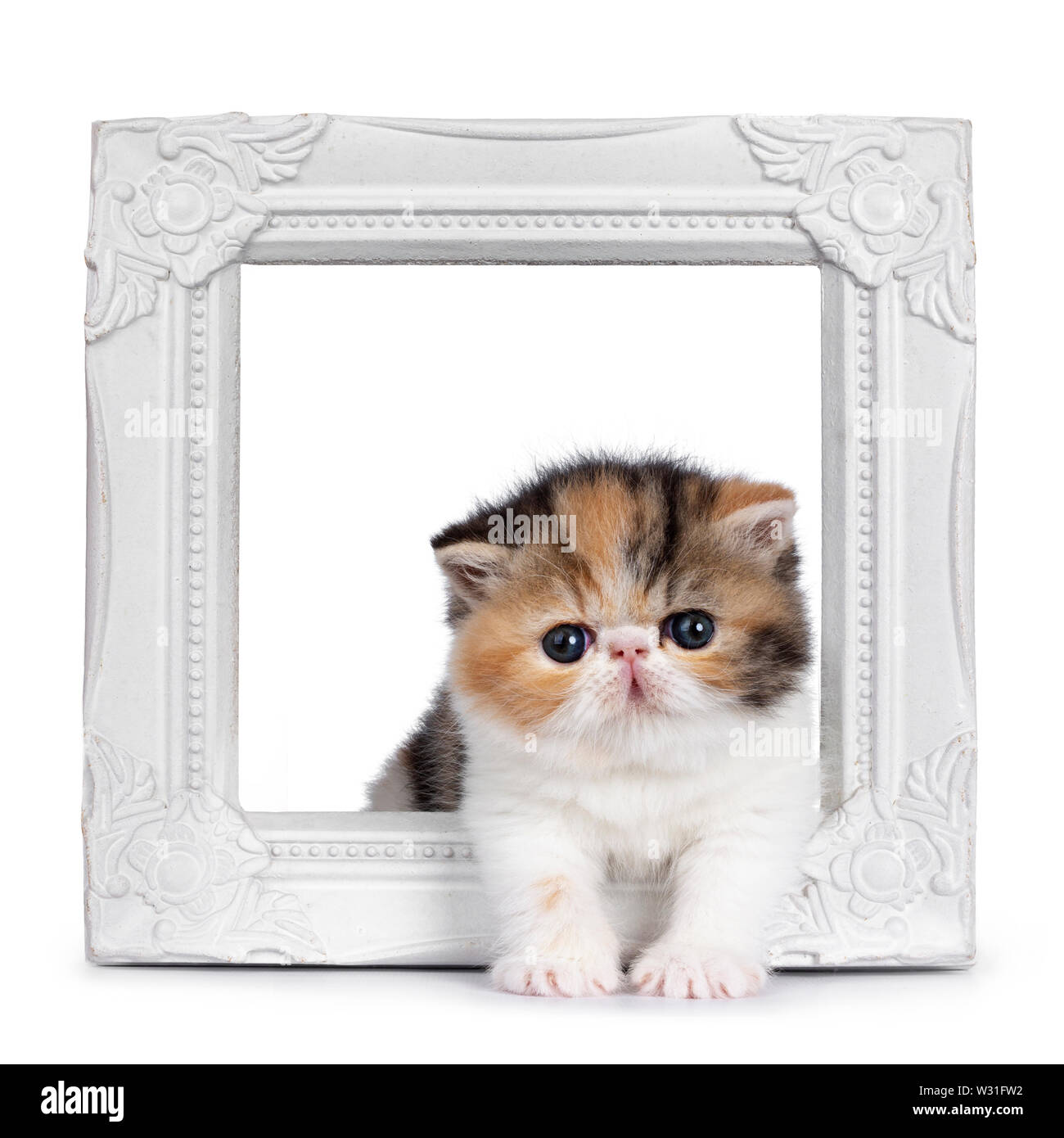 Süße kleine 4 Wochen alte Kätzchen, stehend Exotic Shorthair durch weiße Bilderrahmen. Auf Kamera mit blauen Augen. Auf weiß Isoliert Stockfoto