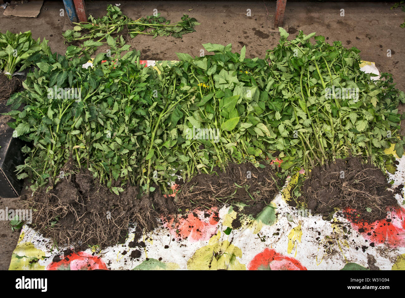 Jungen Tomatenpflanzen stehen auf dem Markt und für Kunden und Vertrieb warten. Stockfoto