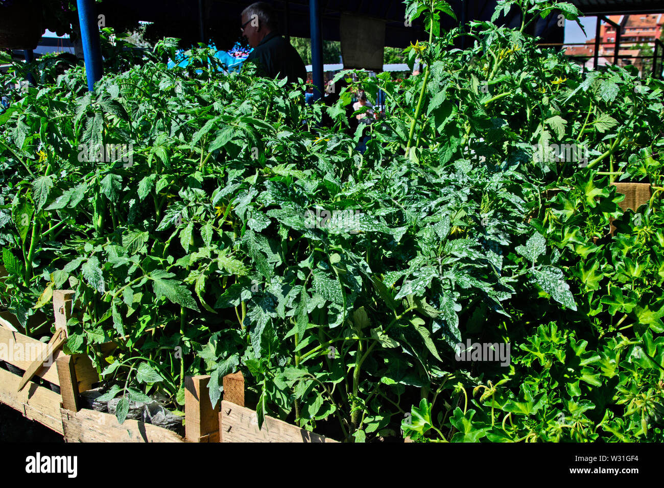 Jungen Tomatenpflanzen stehen auf dem Markt und für Kunden und Vertrieb warten. Stockfoto