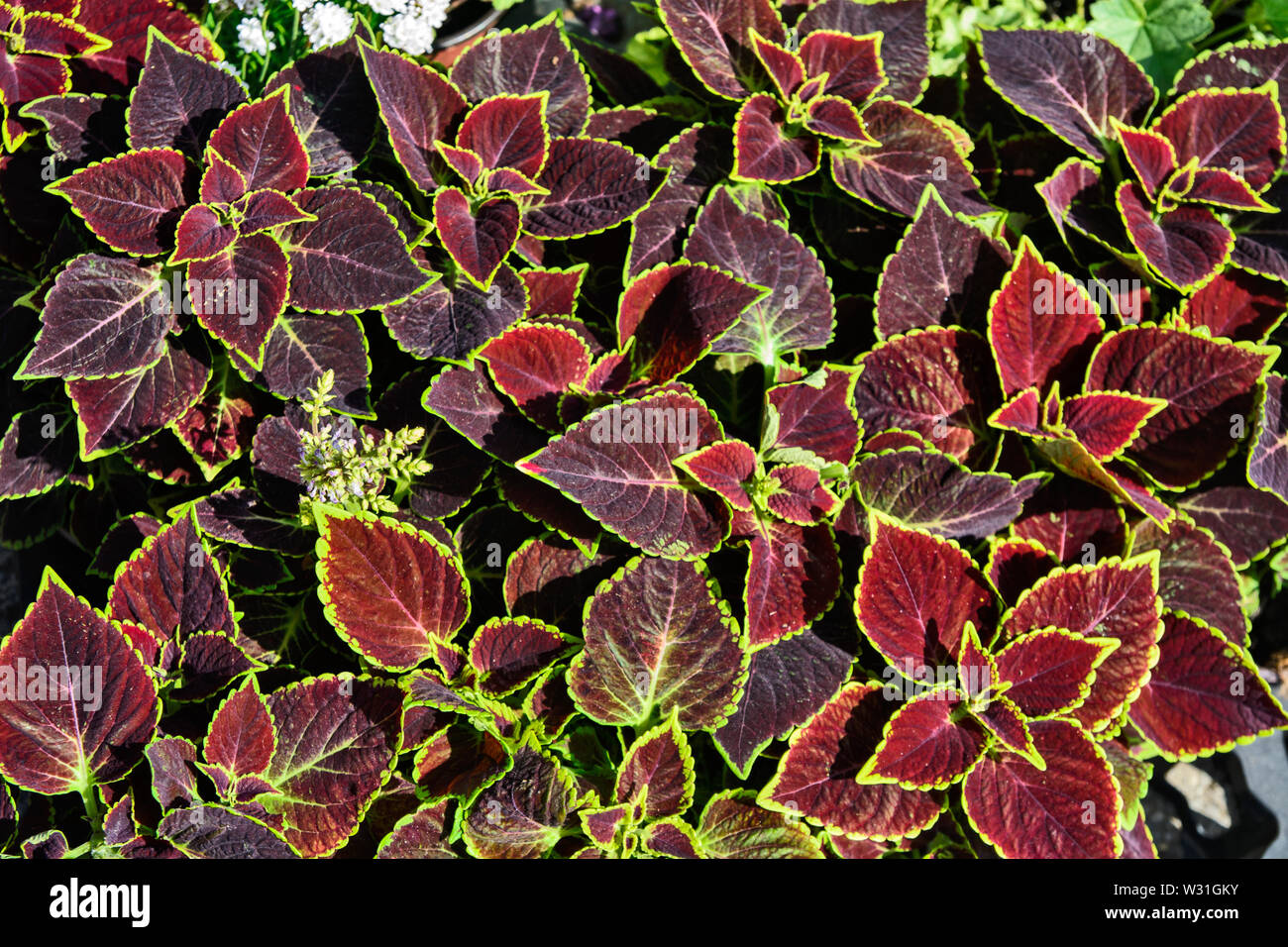 Dekorative Brennnessel im Blumenladen lockt Kunden. Stockfoto