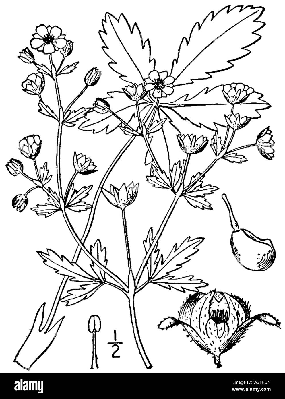 Potentilla intermedia Zeichnung Stockfoto