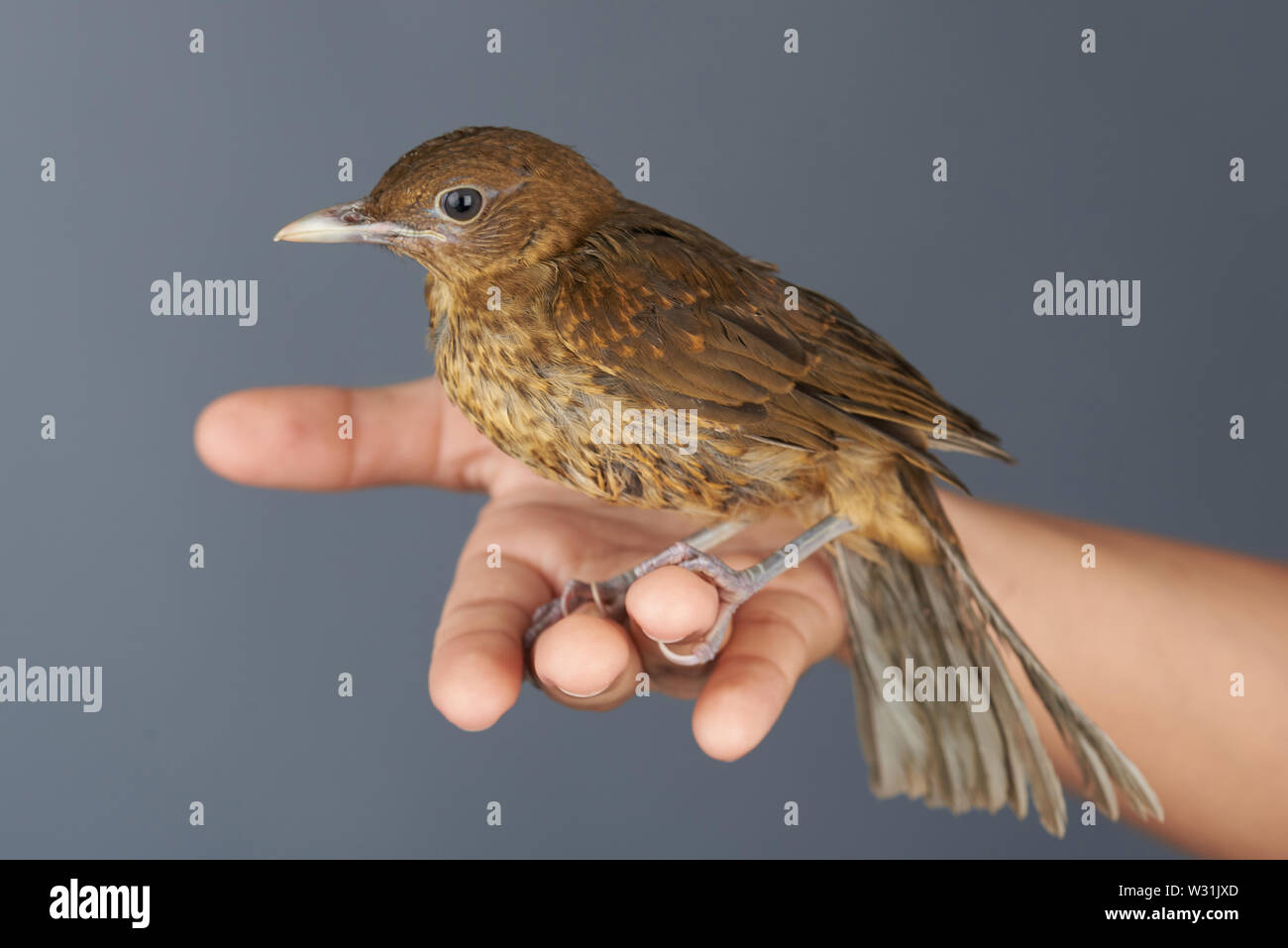 Braune Vogel sitzt auf der menschlichen Hand auf grauem Hintergrund Stockfoto