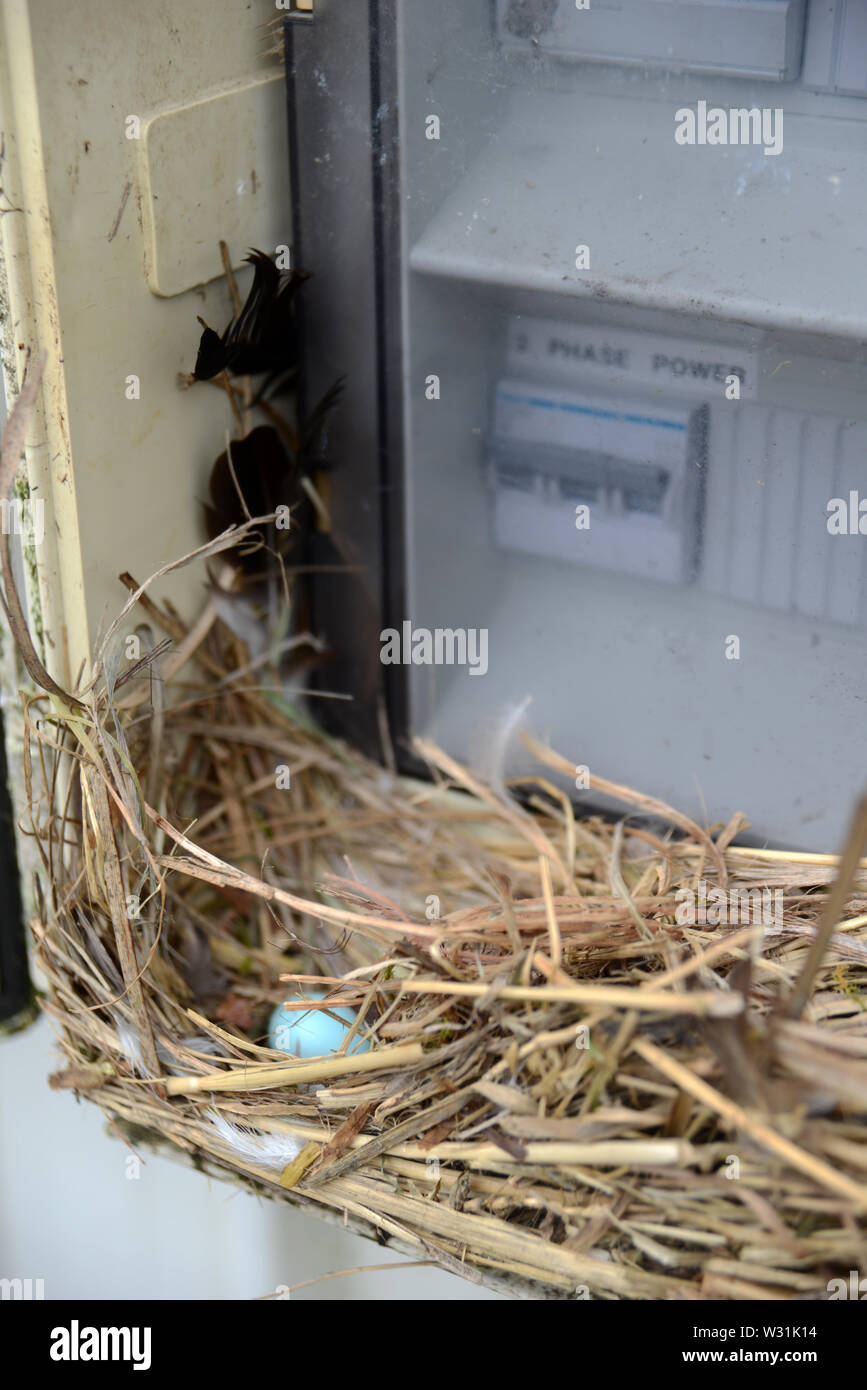 Ein starling Nest besteht eine Brandgefahr in einer Farm Telefonzentrale Stockfoto
