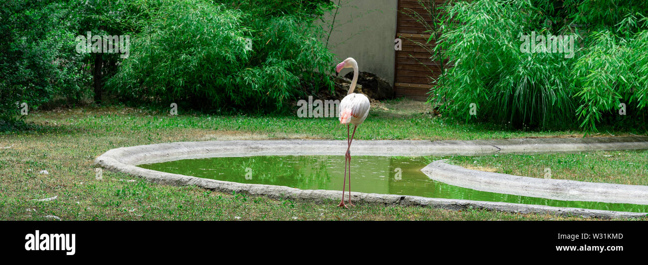 Anmutige Flamingo Ruhe im Park neben dem Teich panorama Stockfoto