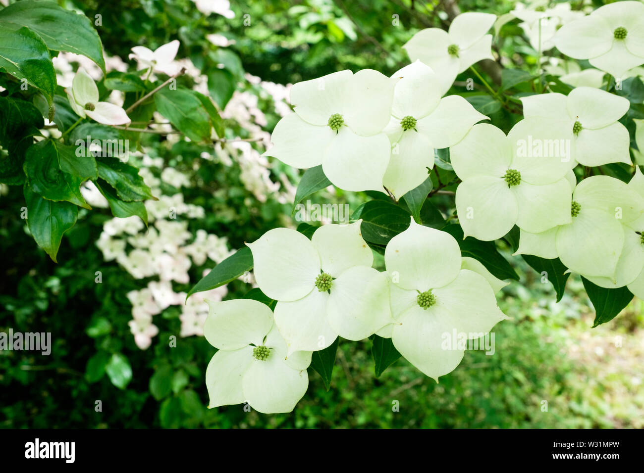 Cornus Kousa, Koreanisch Hartriegel in Blüte im Frühsommer in der Berkshire botanischer Garten in Pittsfield, Massachusetts, USA. Stockfoto