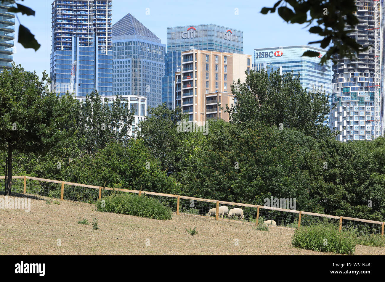 Schafe am London City Farm, Mudchute Park und Farm auf der Isle of Dogs und im Schatten von Canary Wharf, in East London, UK Stockfoto