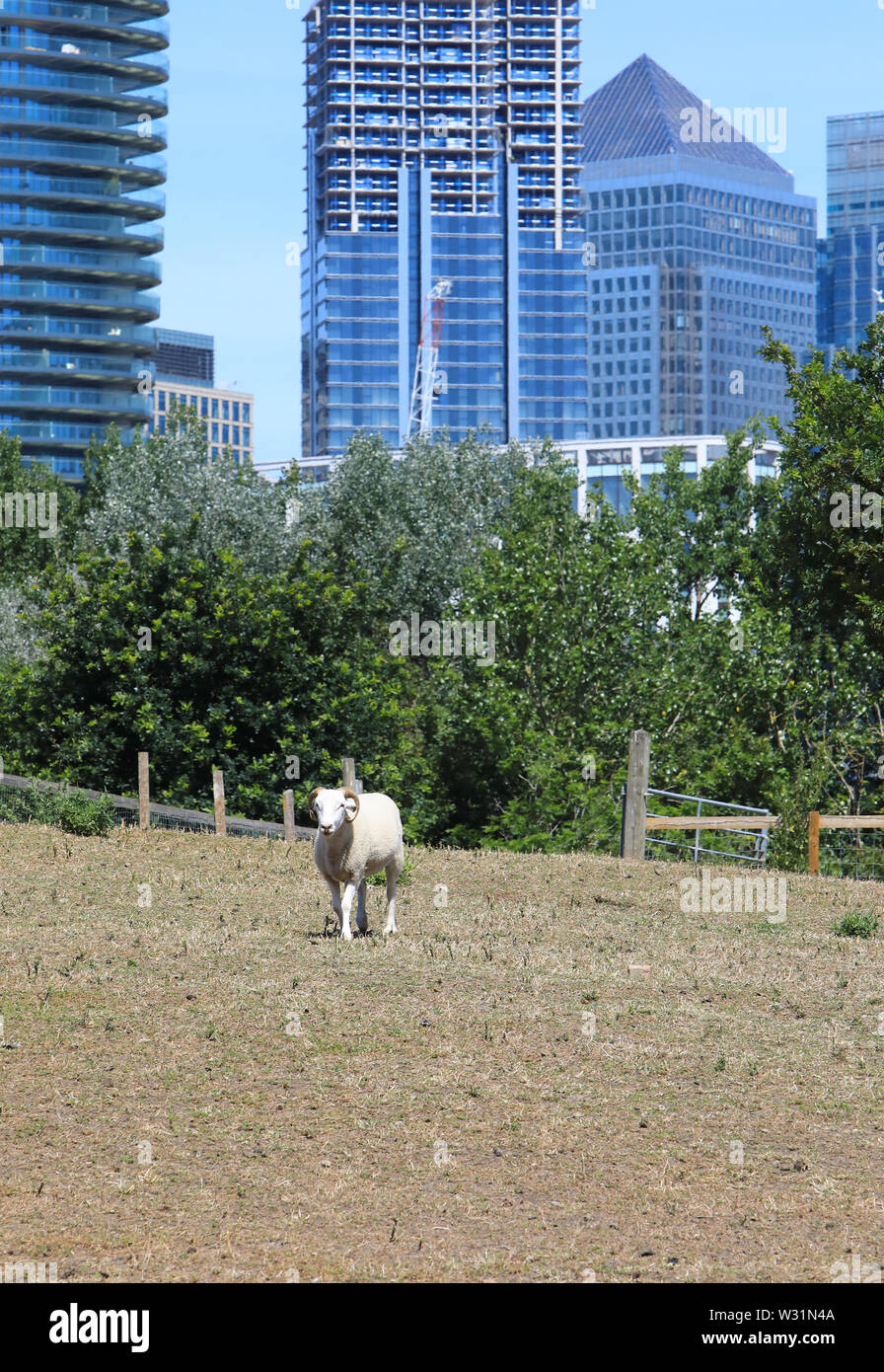 Schafe am London City Farm, Mudchute Park und Farm auf der Isle of Dogs und im Schatten von Canary Wharf, in East London, UK Stockfoto