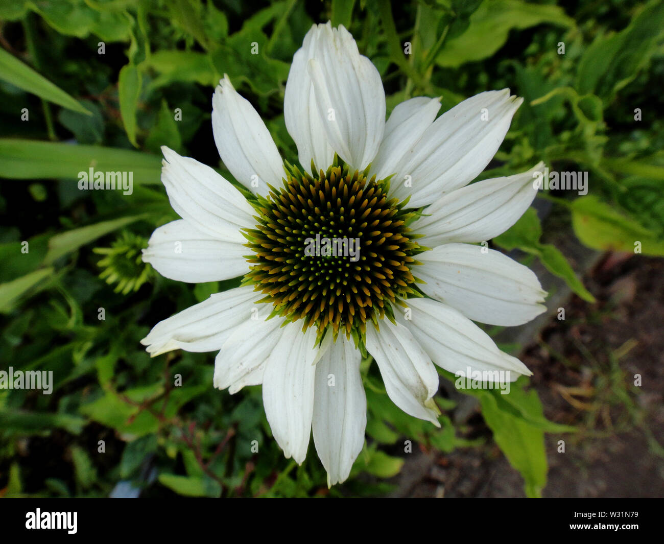 Blume echinaceae angustifilia Makro Hintergrund Kunst in hoher Qualität Korbblütlern Stockfoto