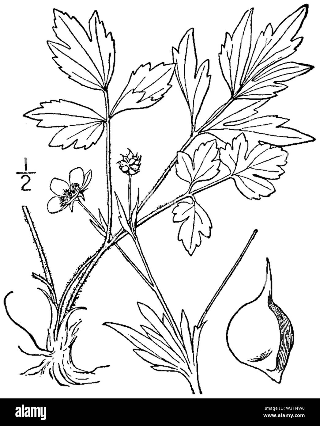 Ranunculus hispidus BB 1946-1974 Stockfoto