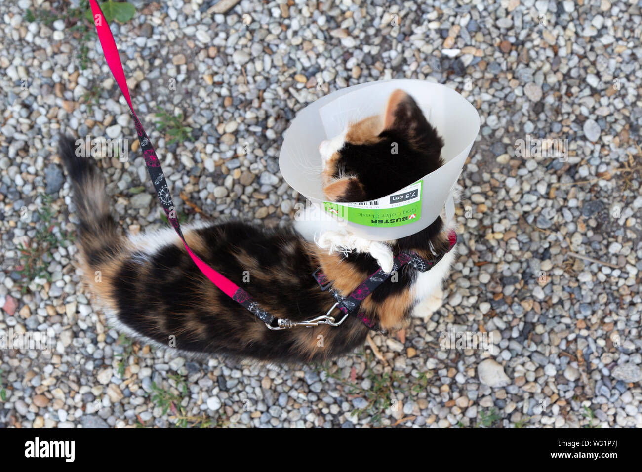 Junge Katze mit Schutzkragen auf Kopf, Ansicht von oben Stockfoto