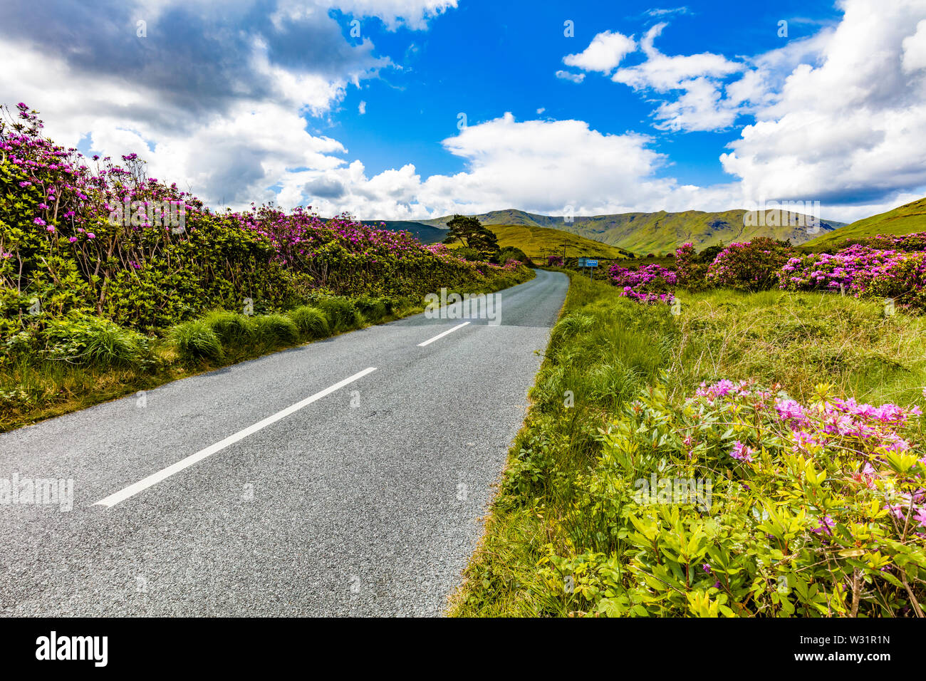 Irische Straße obwohl Feder rhododendron Büsche an Ashleigh fällt im County Mayo Irland Stockfoto