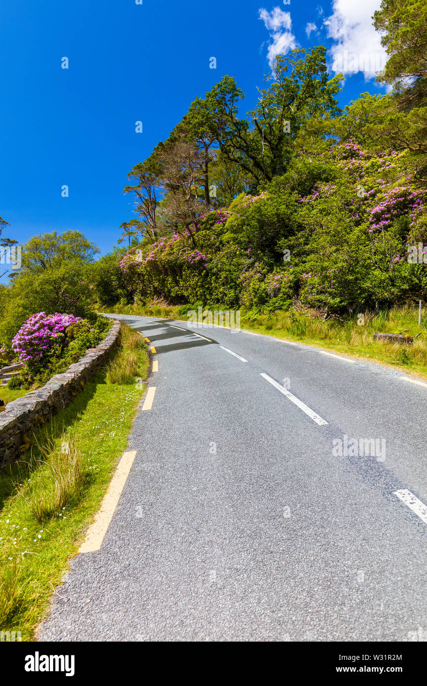 Irische Straße obwohl Feder rhododendron Büsche im County Mayo Irland Stockfoto