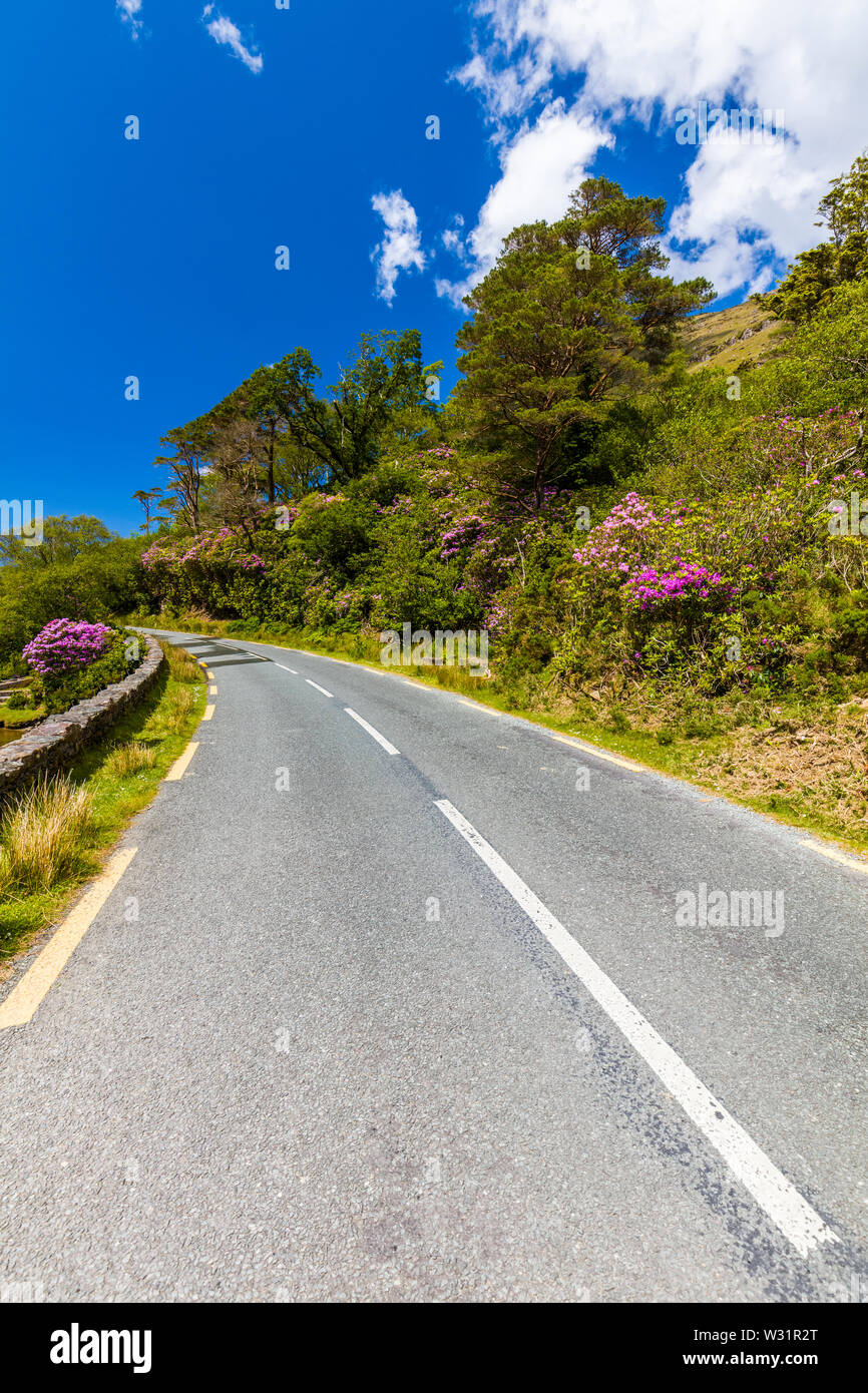 Irische Straße obwohl Feder rhododendron Büsche im County Mayo Irland Stockfoto