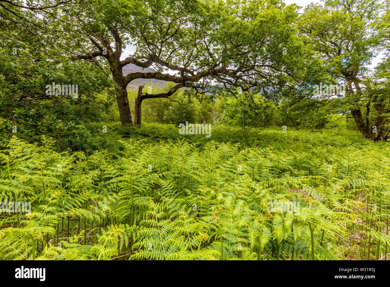 Frühjahr Holz in Sheefrey Hügelbereich von County Mayo, Irland Stockfoto