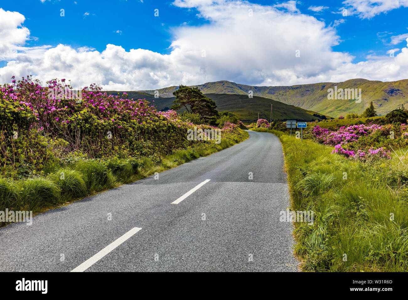 Irische Straße obwohl Feder rhododendron Büsche an Ashleigh fällt im County Mayo Irland Stockfoto