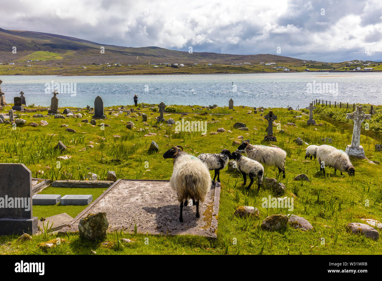 Schafe in Kildownet Alten Friedhof auf dem wilden Atlantik Weise auf Achill Island im County Mayo Irland Stockfoto
