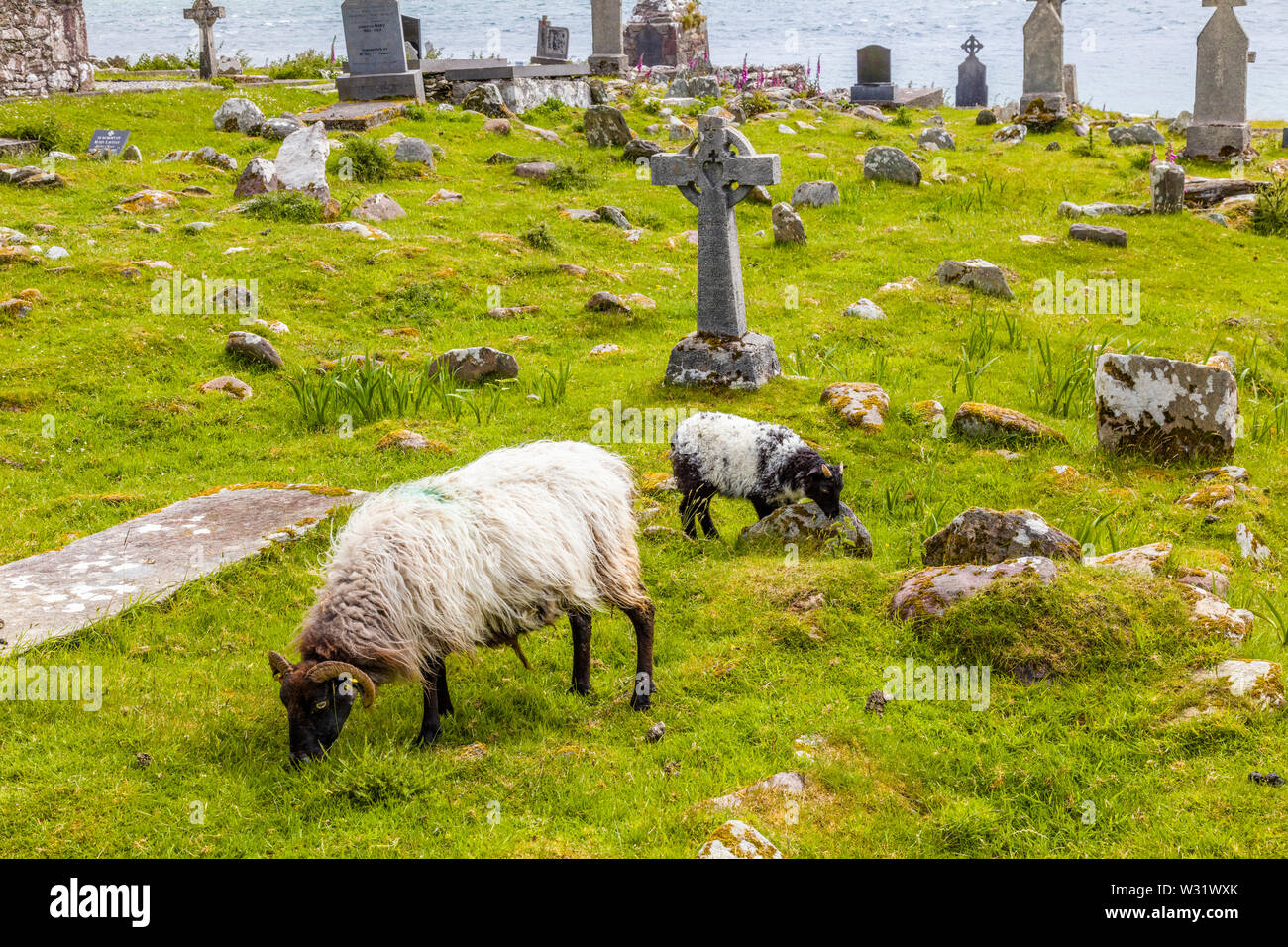 Schafe in Kildownet Alten Friedhof auf dem wilden Atlantik Weise auf Achill Island im County Mayo Irland Stockfoto