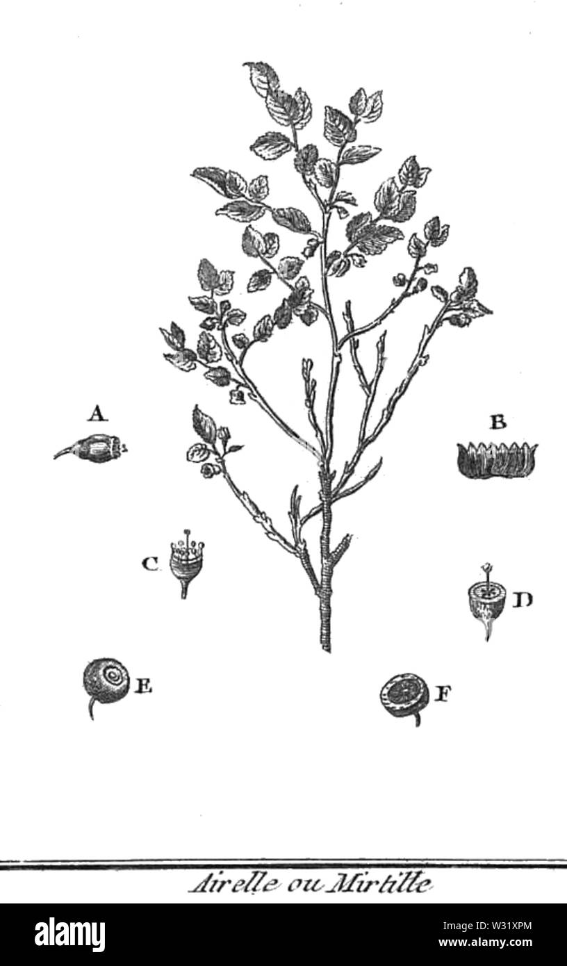 Rozier-Cours d'Landwirtschaft, Tome 1, pl7 airelle Stockfoto