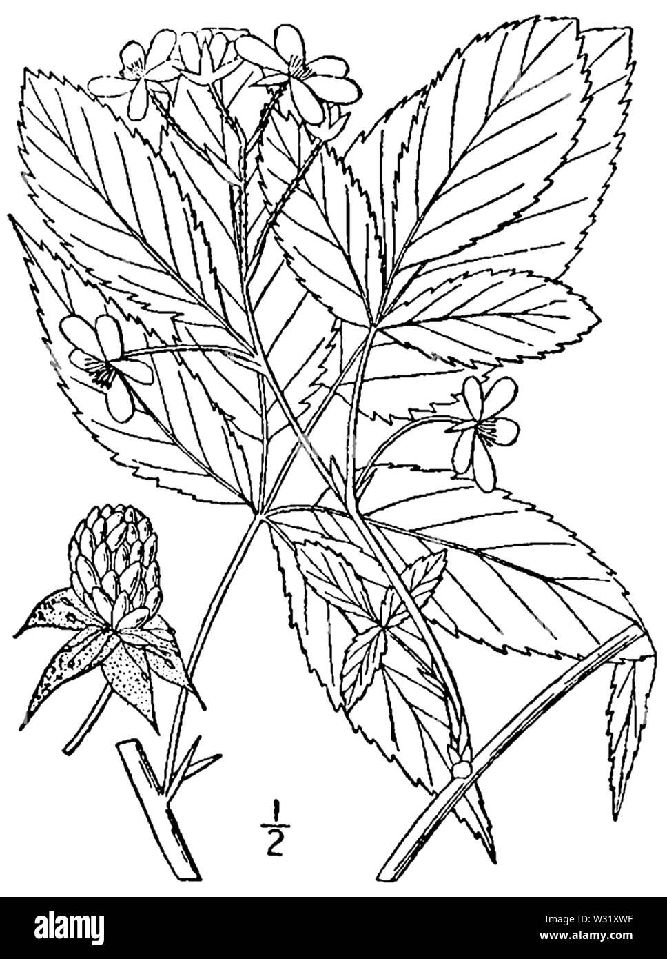 Rubus canadensis BB 1946-1974 Stockfoto