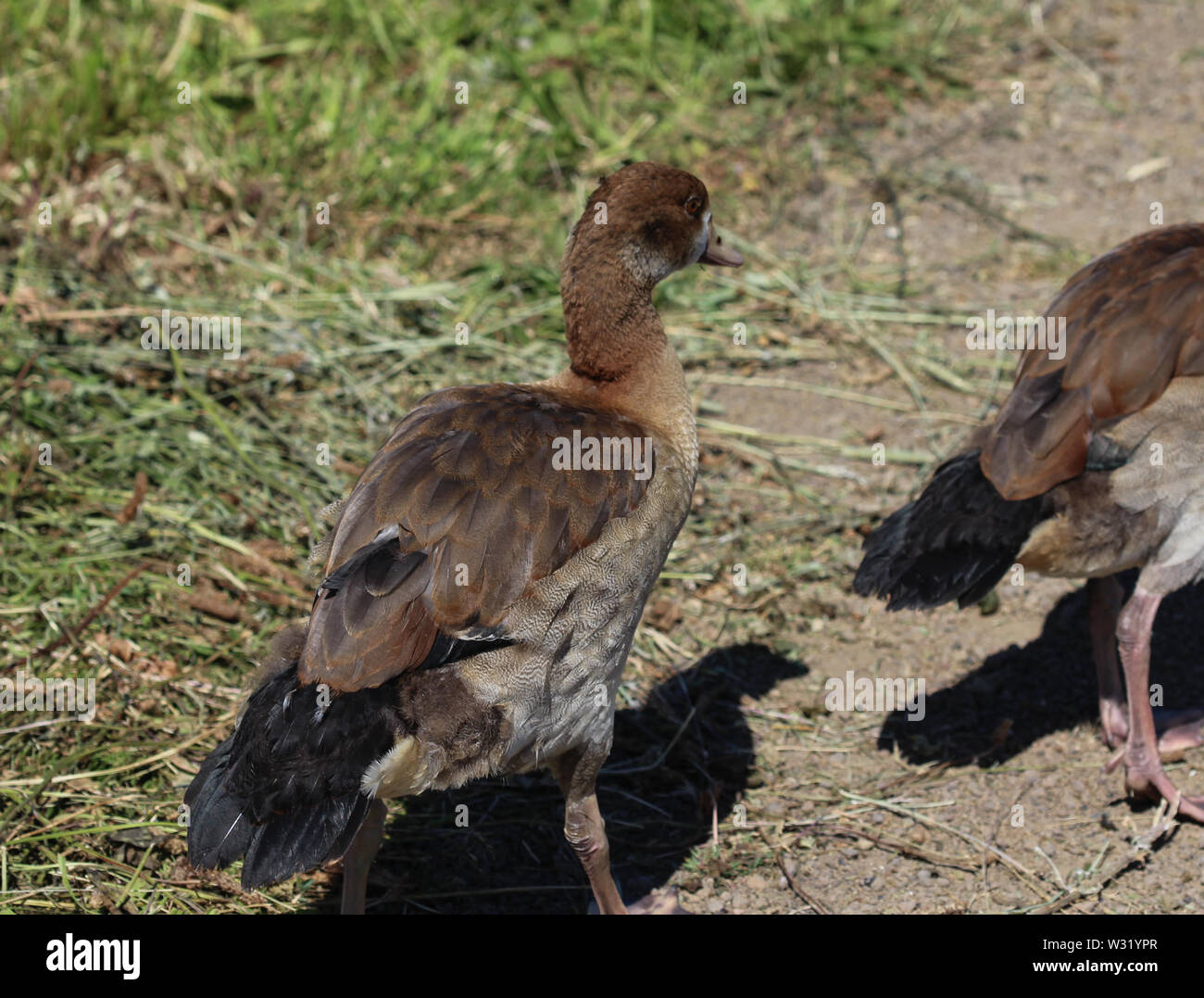 Nahaufnahme der Nilgans (Alopochen Aegyptiaca) essen Gras Stockfoto