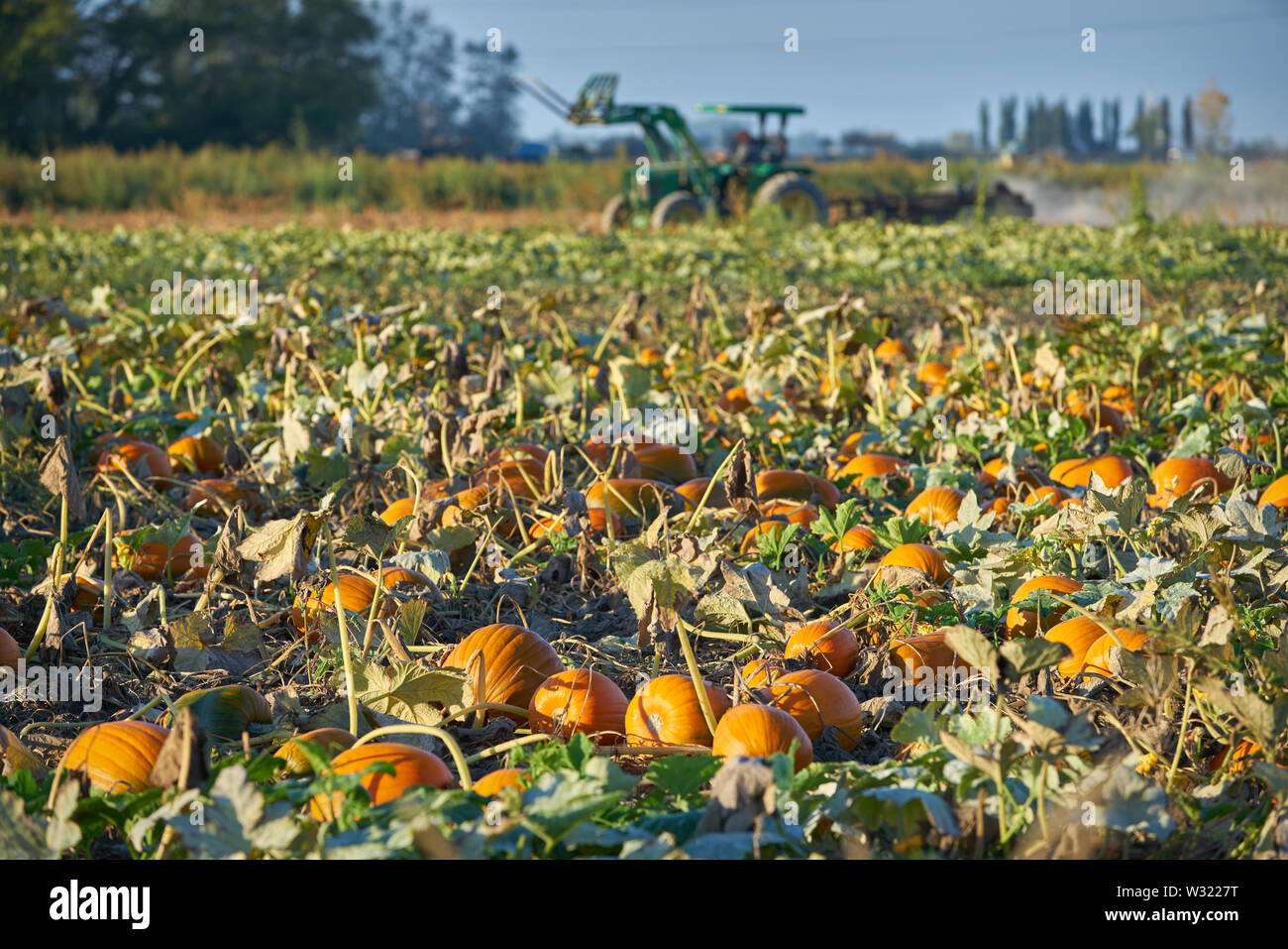 Reife Kürbisse in das Feld ein. Kürbisse wachsen auf der Farm zur Ernte bereit. Stockfoto