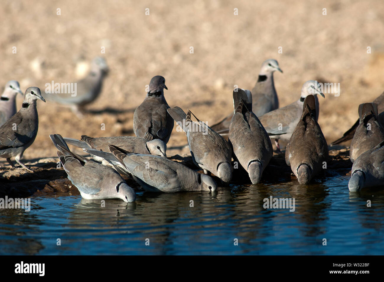 Ring-necked Dove (Streptopelia Capicola) Trinken Morgens um Mpayathutlwa Wasserloch, Kgalagadi Transfrontier Park, Botswana Stockfoto