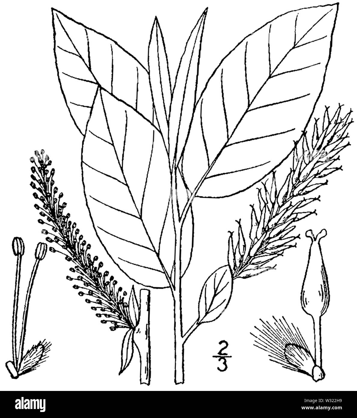 Salix pyrifolia BB 1946-1974 Stockfoto