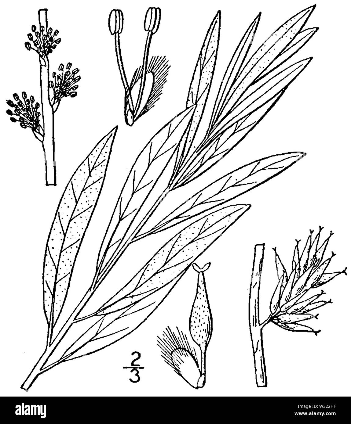 Salix humilis var tristis BB 1946-1974 Stockfoto