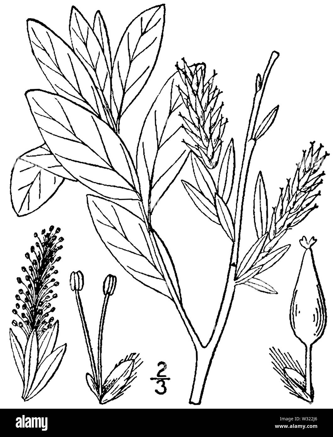 Salix pedicellaris BB 1946-1974 Stockfoto