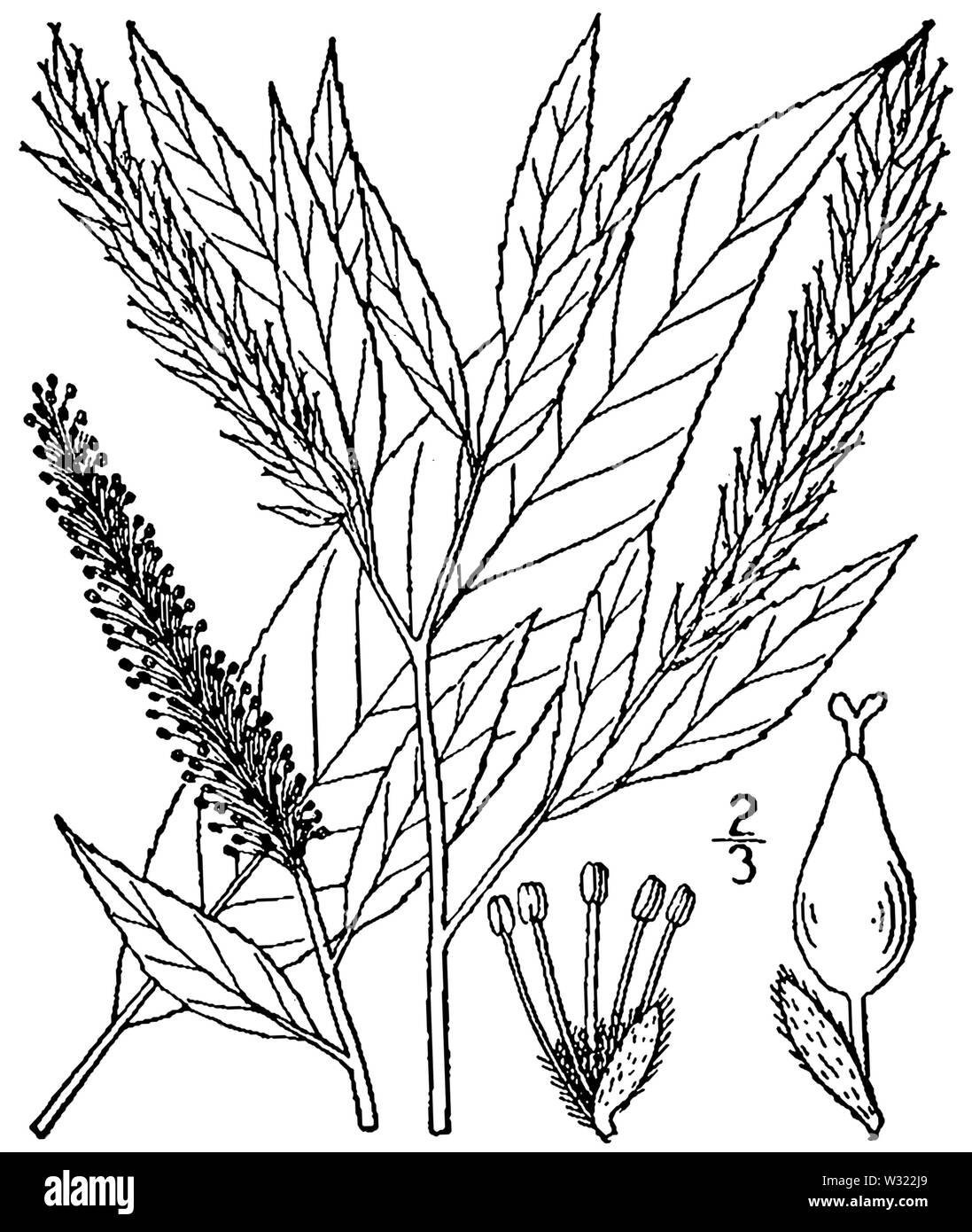 Salix amygdaloides BB 1946-1974 Stockfoto