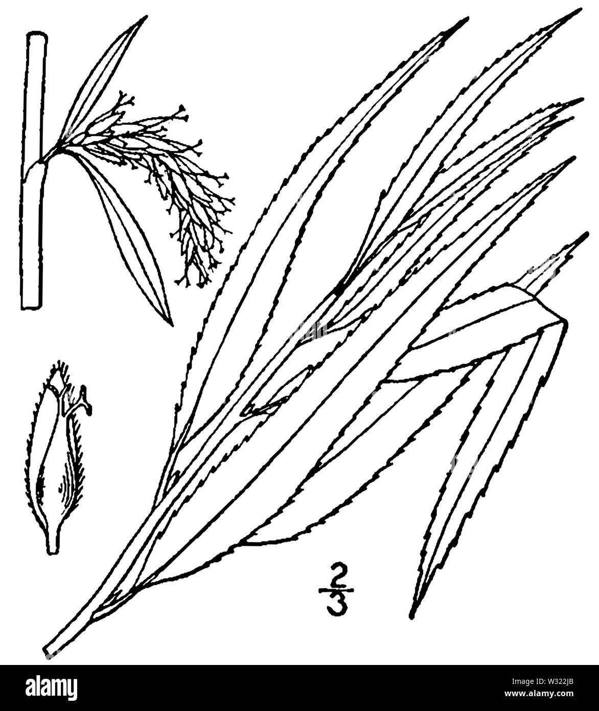 Salix × pendulina BB 1946-1974 Stockfoto