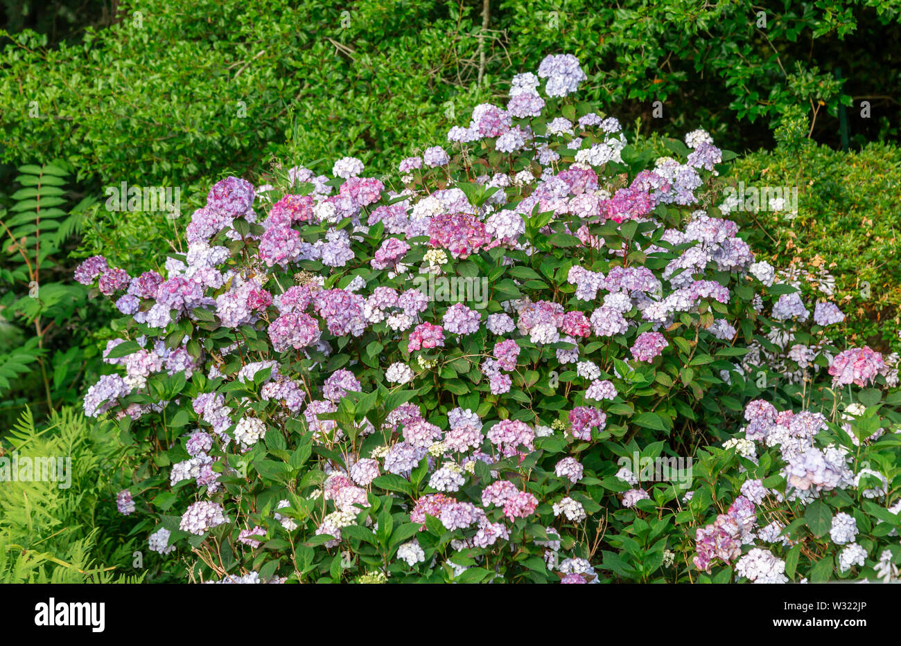 Blühende Pflanze mit schönen Blüten Stockfoto