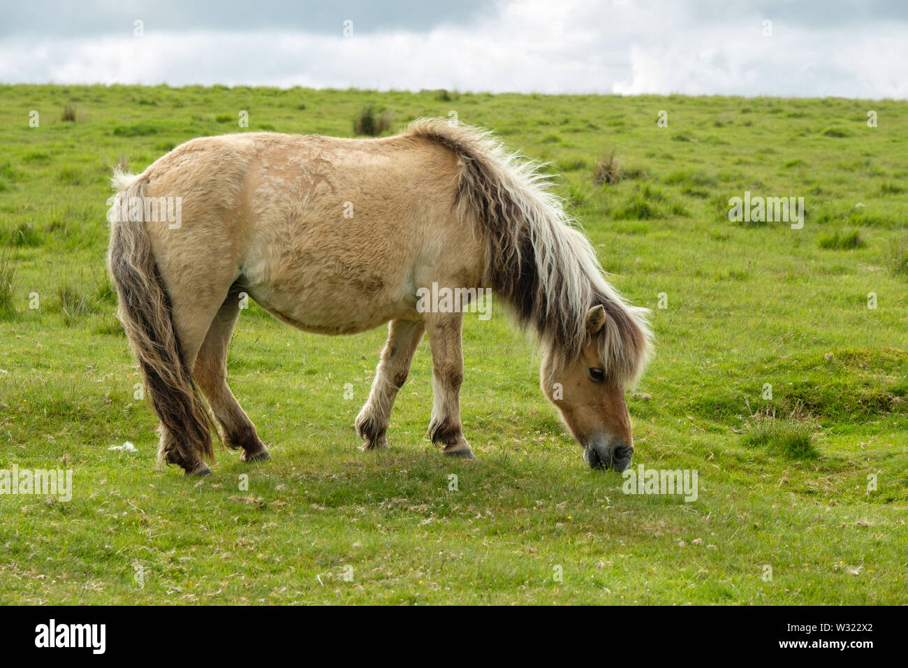 Dartmoor Pony Beweidung Dartmoor Devon England Großbritannien Stockfoto