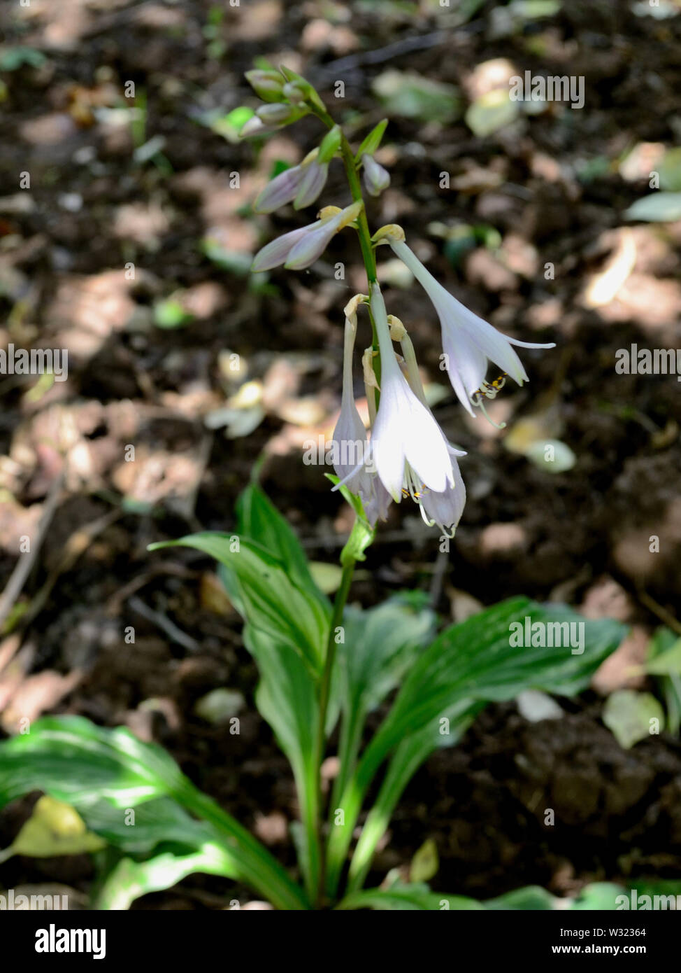 Weiß hosta (wegerich Lily) Stockfoto