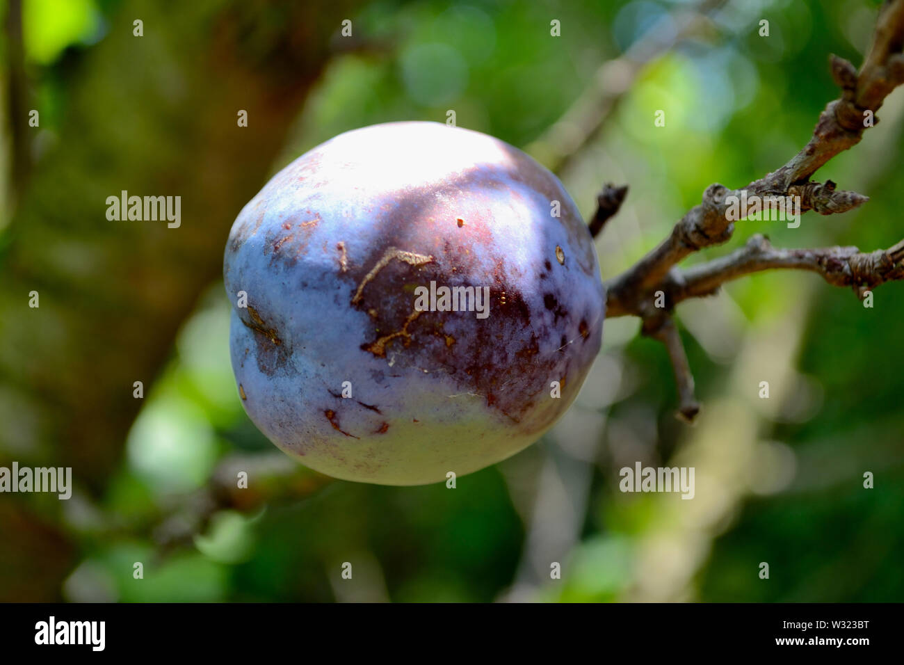 Pflaume auf einem Pflaumenbaum, Nahaufnahme Stockfoto