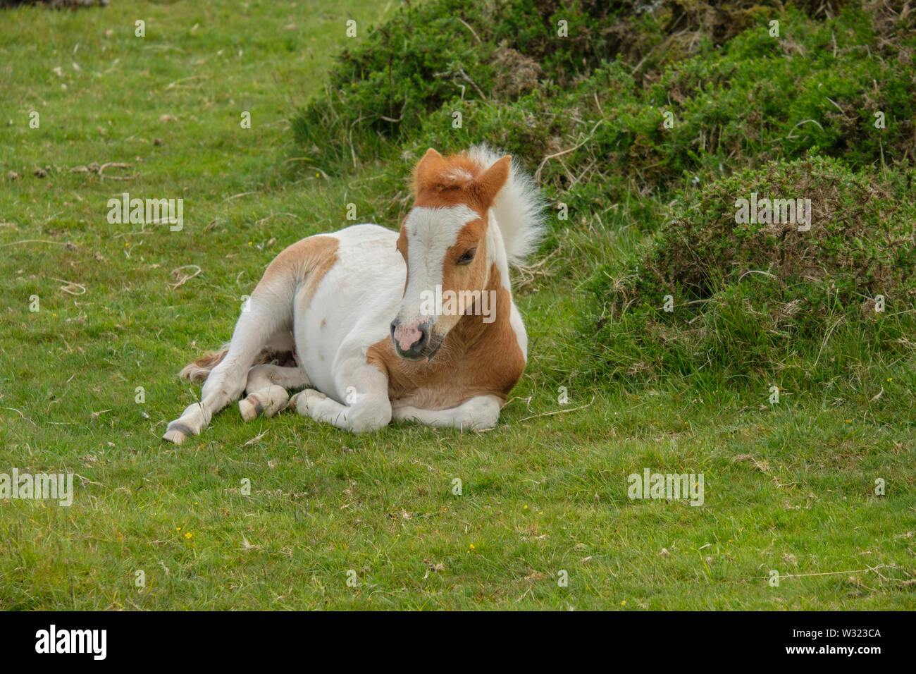 Dartmoor Pony Fohlen ruhenden Dartmoor Devon England Großbritannien Stockfoto