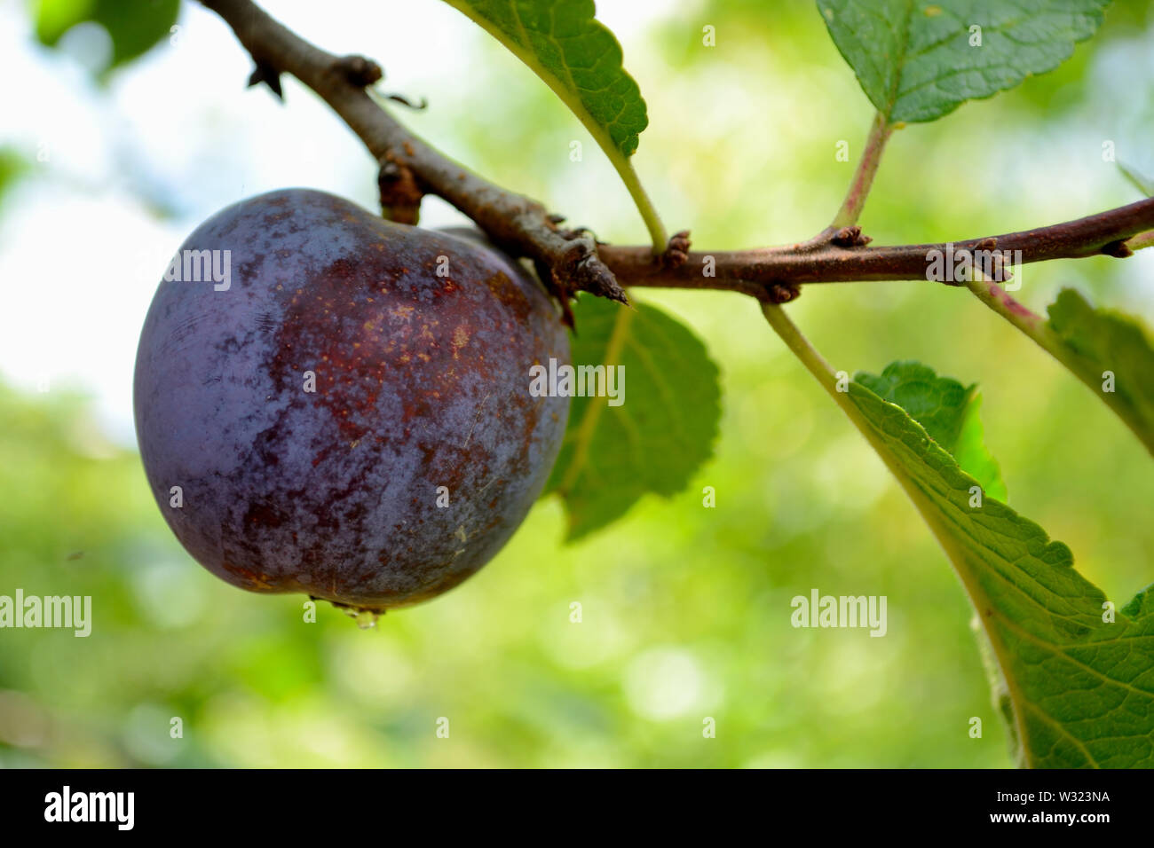 Pflaume auf einem Pflaumenbaum, Nahaufnahme Stockfoto