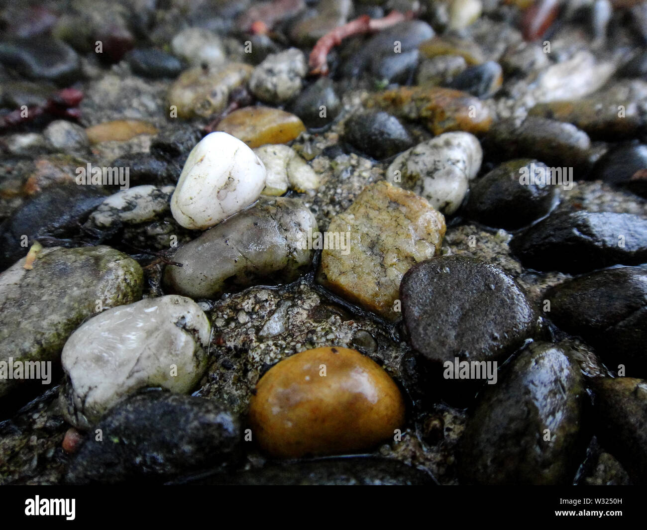 Flechten auf Felsen Makro Hintergrund Kunst in hoher Qualität Stockfoto