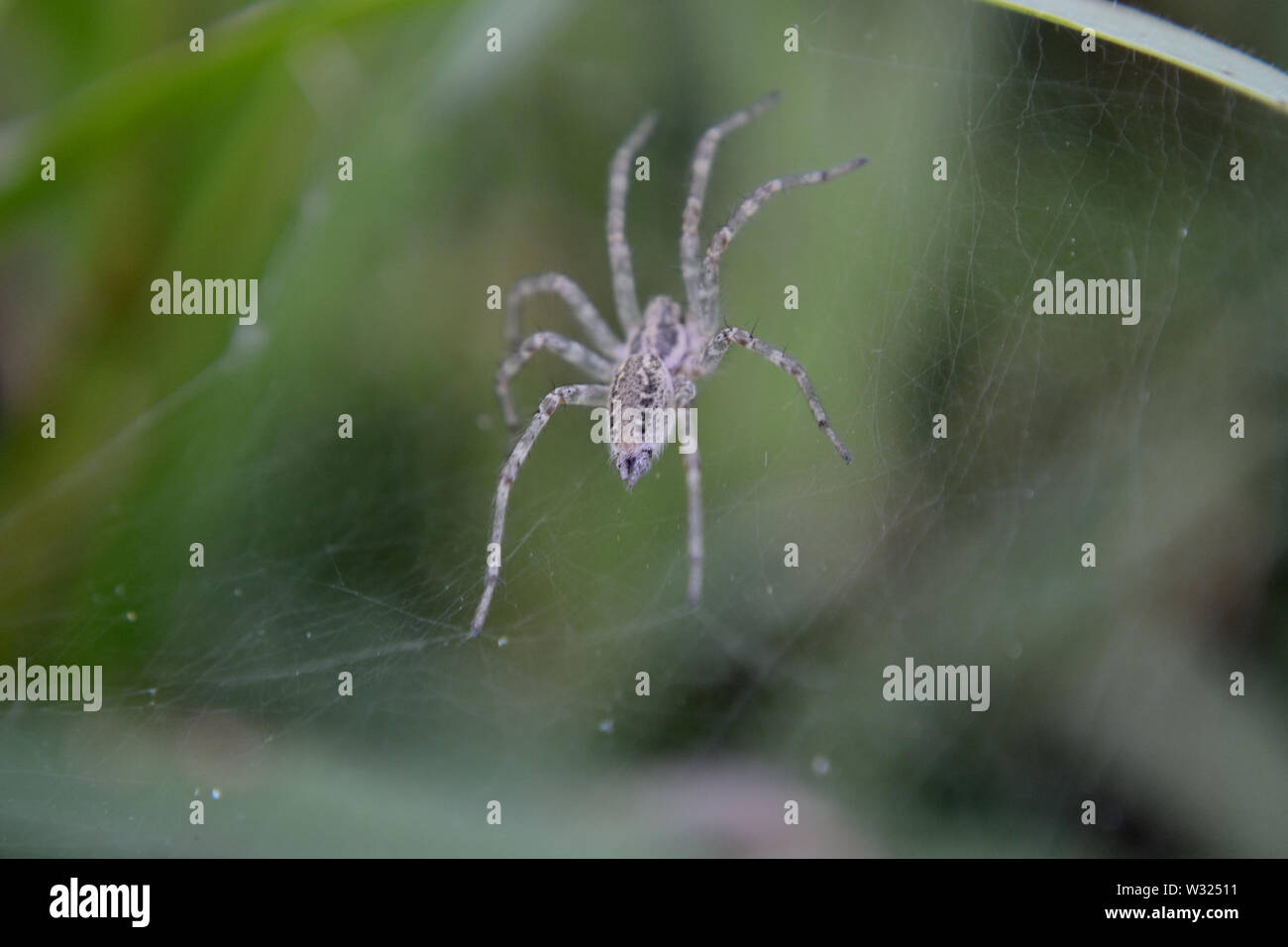 In der Nähe von wolf spider Stockfoto