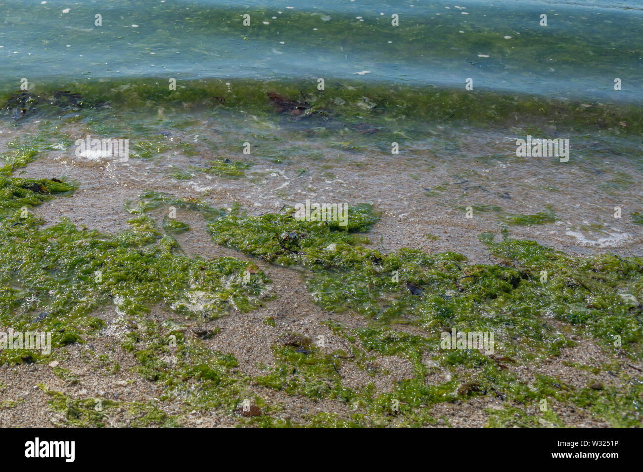 Gestrandet grüne Algen Algen Sea Lettuce/Ulva lactuca an Land auf einem Strand gespült und die Drift Linie abgelegt. Angeschwemmte Metapher, gestrandete Konzept Stockfoto