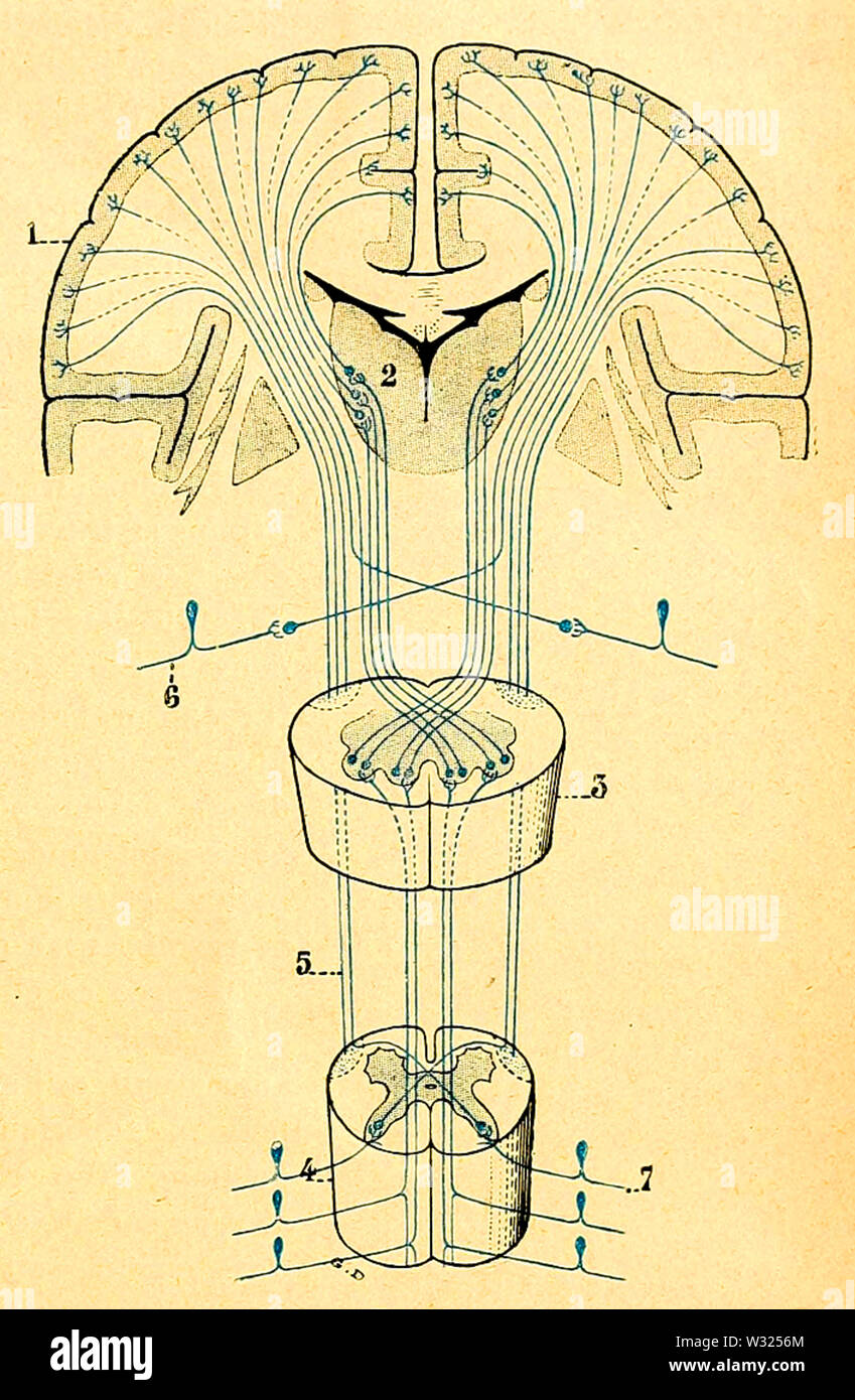 Schéma représentant, dans son Ensemble, la Voie sensible Centrale Stockfoto