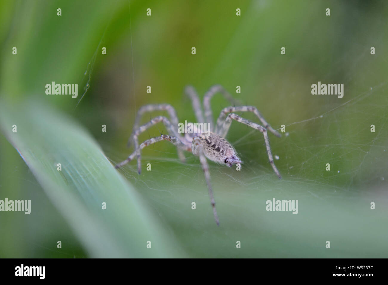 In der Nähe von wolf spider Stockfoto