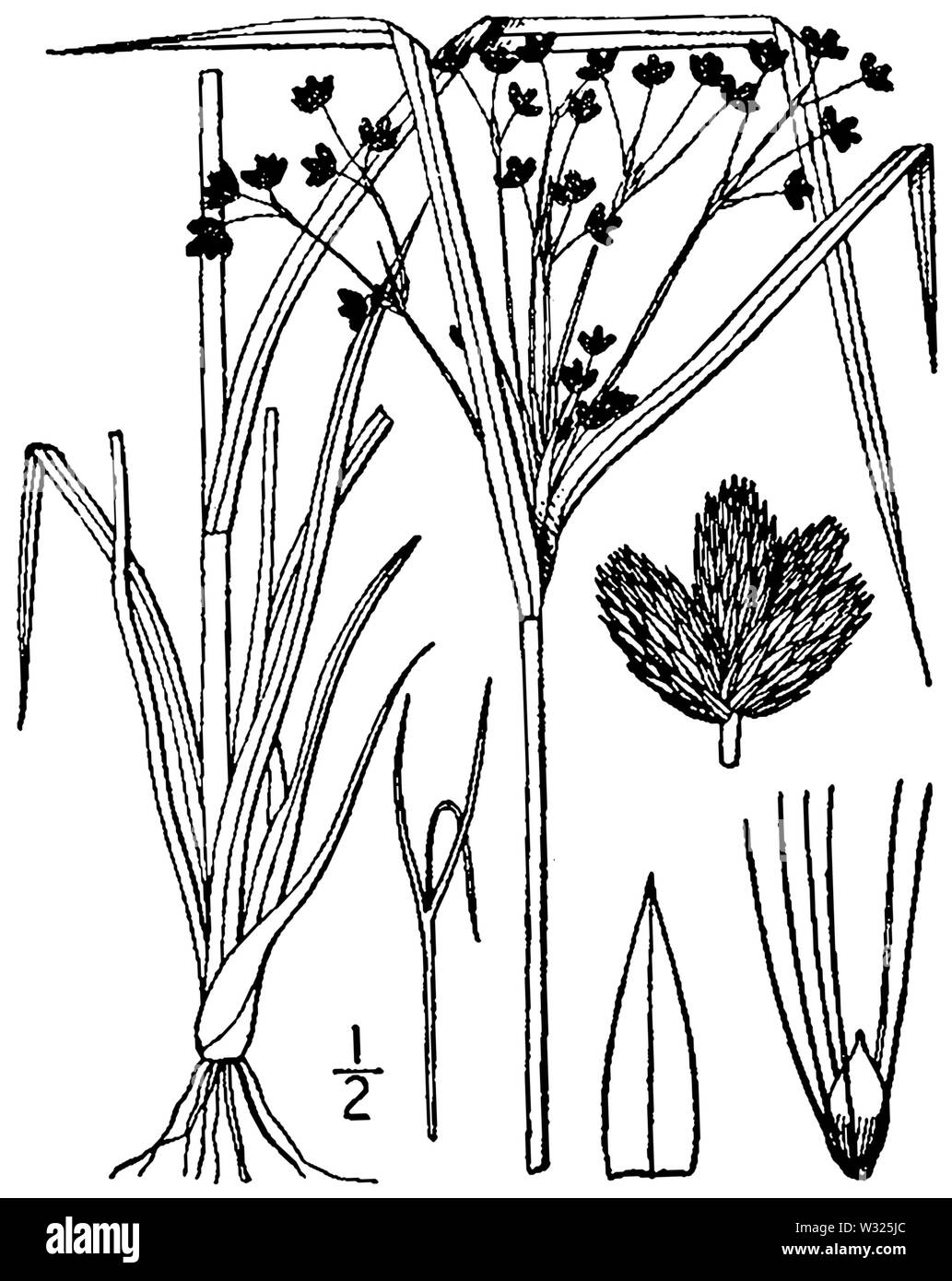 Scirpus cyperinus BB 1946-1974 Stockfoto