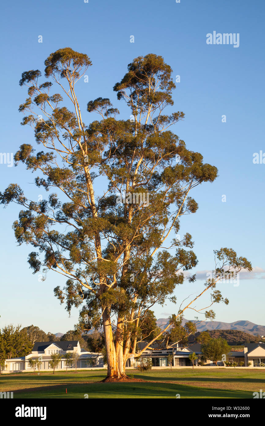 Blühende Gum Tree, Eucalyptus Arten, auf der Silwerstrand Golfplatz, Robertson, Südafrika bei Sonnenuntergang im goldenen Licht Stockfoto