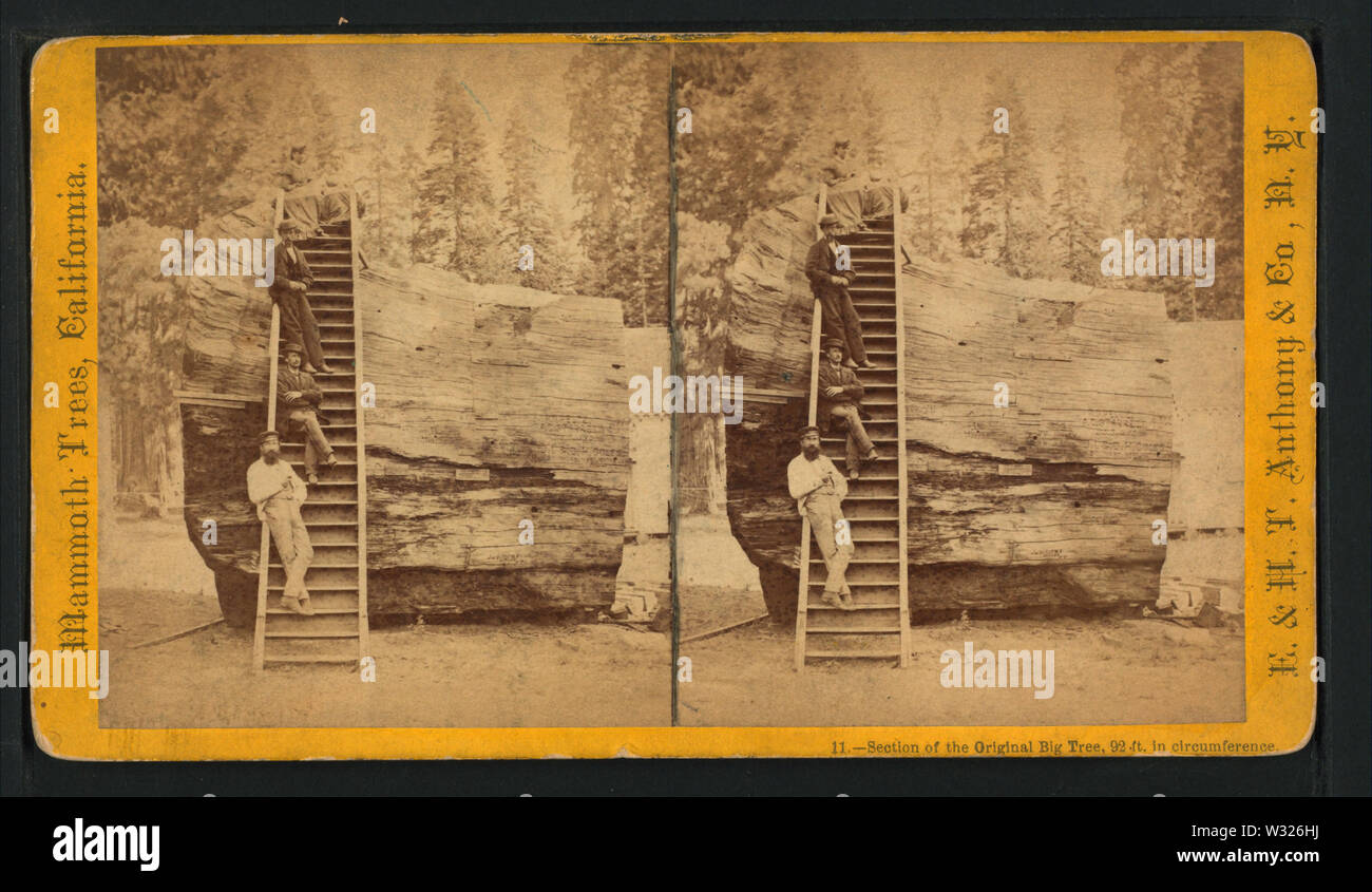 Abschnitt des ursprünglichen Großen Baum, 92 ft im Umfang, durch die E&HT Anthony (Hart) 5. Stockfoto