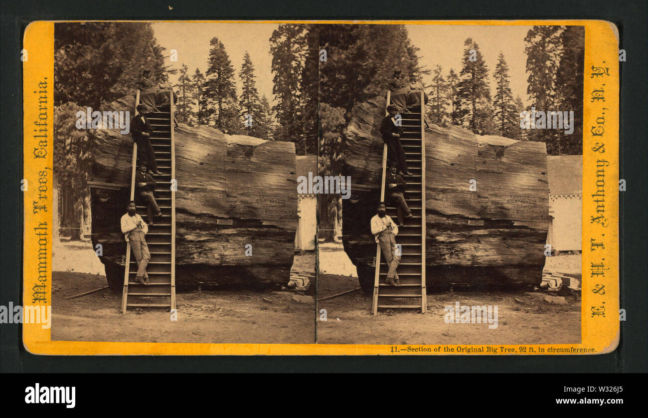 Abschnitt des ursprünglichen Großen Baum, 92 ft im Umfang, durch die E&HT Anthony (Hart) 6. Stockfoto